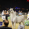 WORLD ARABIAN HORSE CHAMPIONSHIP FINAL DAY