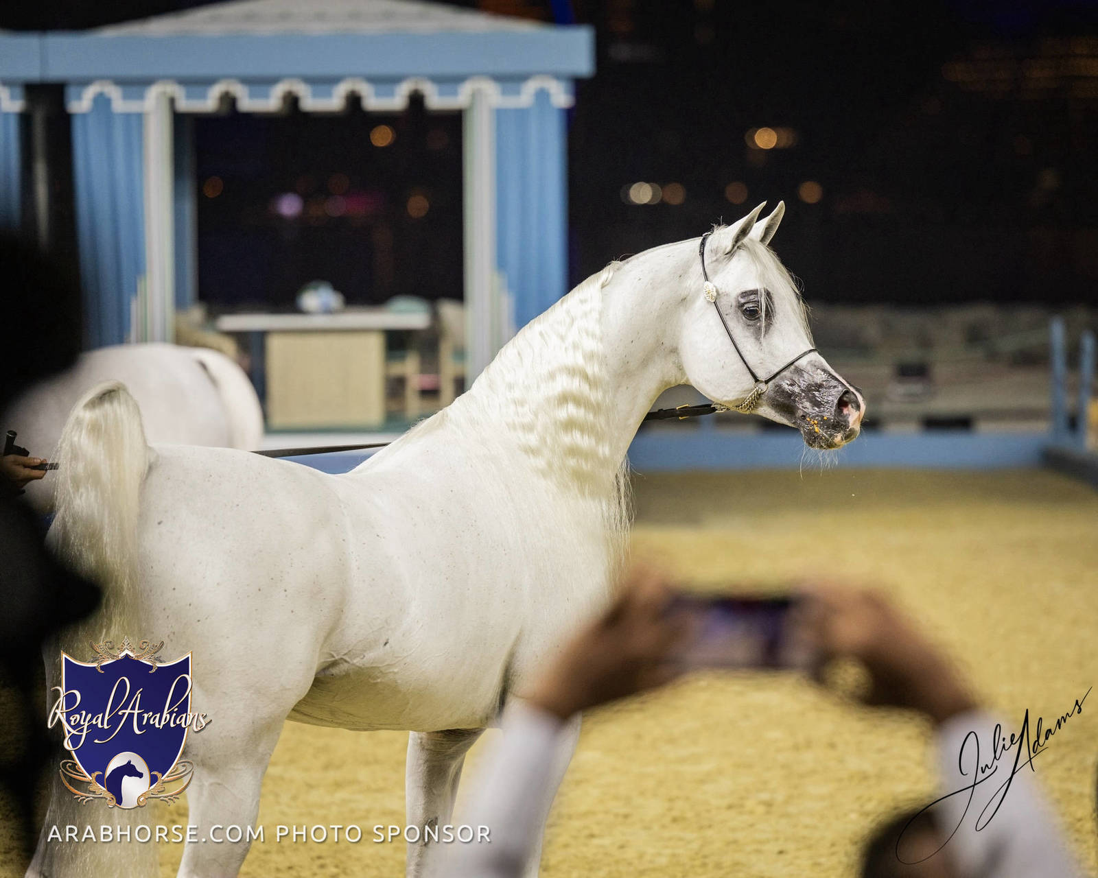 WORLD ARABIAN HORSE CHAMPIONSHIP FINAL DAY