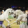 WORLD ARABIAN HORSE CHAMPIONSHIP FINAL DAY