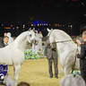 WORLD ARABIAN HORSE CHAMPIONSHIP FINAL DAY