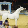 WORLD ARABIAN HORSE CHAMPIONSHIP FINAL DAY