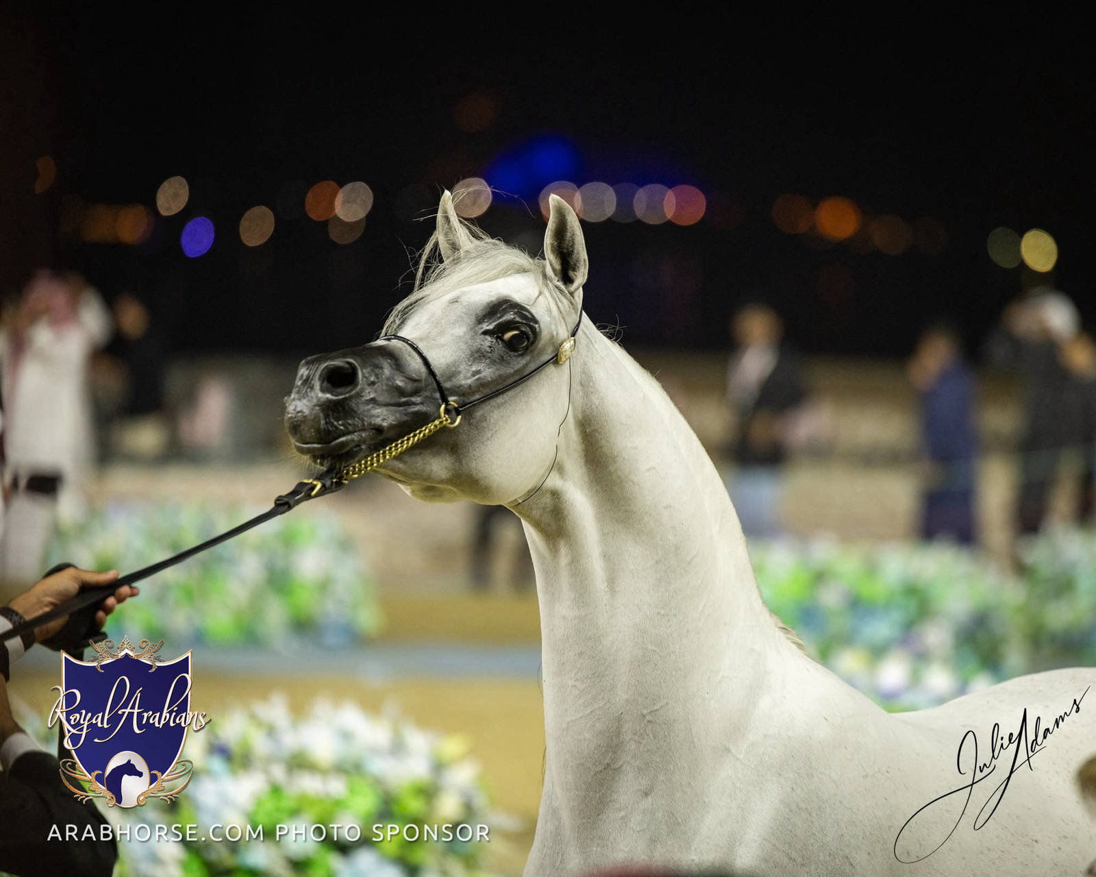 WORLD ARABIAN HORSE CHAMPIONSHIP FINAL DAY