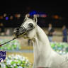 WORLD ARABIAN HORSE CHAMPIONSHIP FINAL DAY