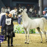 WORLD ARABIAN HORSE CHAMPIONSHIP FINAL DAY