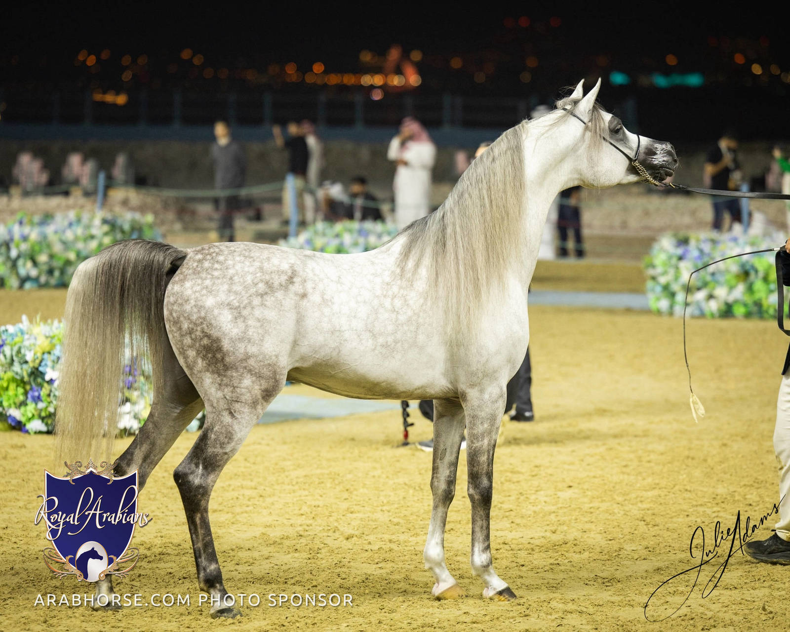WORLD ARABIAN HORSE CHAMPIONSHIP FINAL DAY