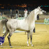 WORLD ARABIAN HORSE CHAMPIONSHIP FINAL DAY