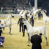 WORLD ARABIAN HORSE CHAMPIONSHIP FINAL DAY