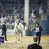 WORLD ARABIAN HORSE CHAMPIONSHIP FINAL DAY