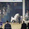 WORLD ARABIAN HORSE CHAMPIONSHIP FINAL DAY