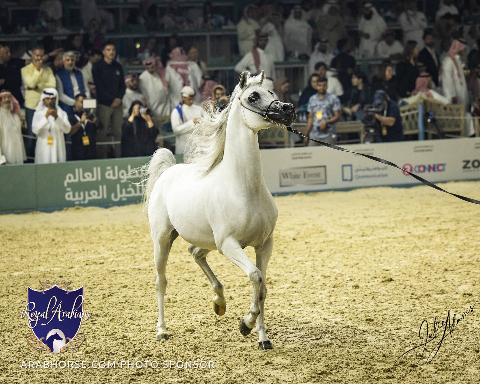 WORLD ARABIAN HORSE CHAMPIONSHIP FINAL DAY