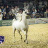 WORLD ARABIAN HORSE CHAMPIONSHIP FINAL DAY