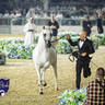 WORLD ARABIAN HORSE CHAMPIONSHIP FINAL DAY