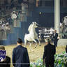 WORLD ARABIAN HORSE CHAMPIONSHIP FINAL DAY