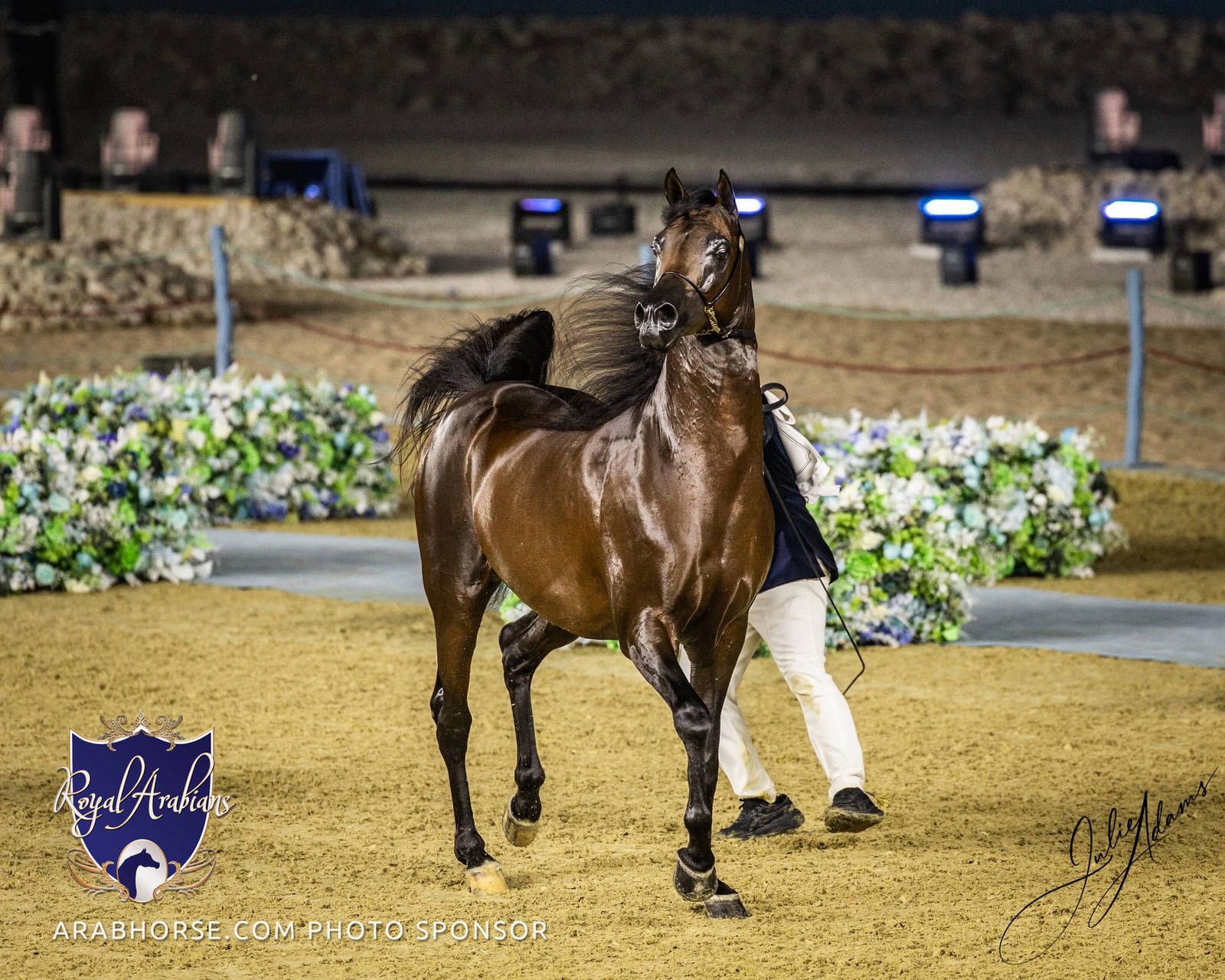 WORLD ARABIAN HORSE CHAMPIONSHIP FINAL DAY