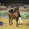 WORLD ARABIAN HORSE CHAMPIONSHIP FINAL DAY