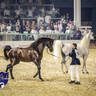 WORLD ARABIAN HORSE CHAMPIONSHIP FINAL DAY