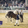 WORLD ARABIAN HORSE CHAMPIONSHIP FINAL DAY