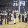 WORLD ARABIAN HORSE CHAMPIONSHIP FINAL DAY