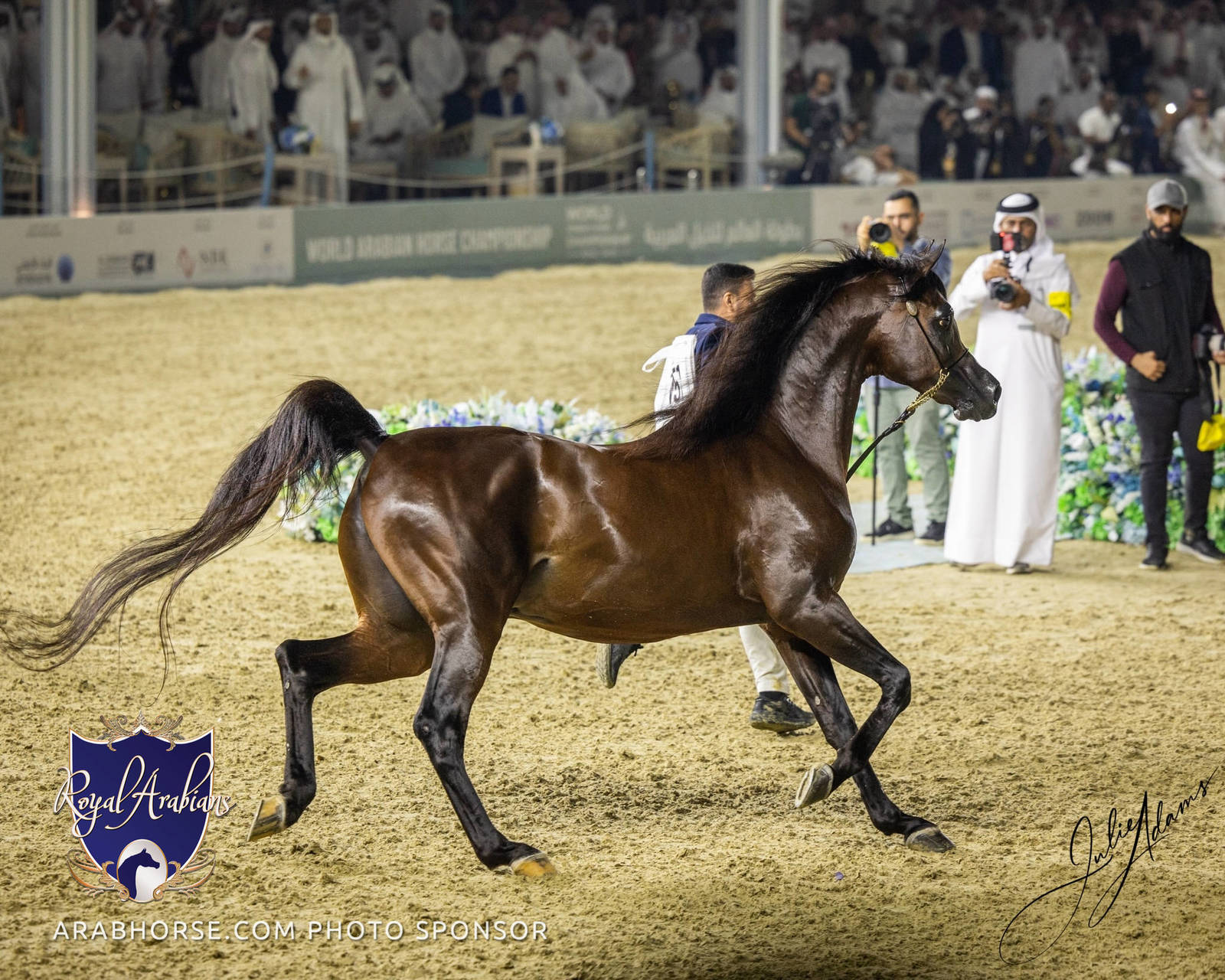 WORLD ARABIAN HORSE CHAMPIONSHIP FINAL DAY