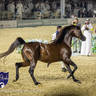 WORLD ARABIAN HORSE CHAMPIONSHIP FINAL DAY