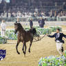 WORLD ARABIAN HORSE CHAMPIONSHIP FINAL DAY