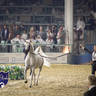 WORLD ARABIAN HORSE CHAMPIONSHIP FINAL DAY