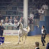 WORLD ARABIAN HORSE CHAMPIONSHIP FINAL DAY