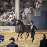 WORLD ARABIAN HORSE CHAMPIONSHIP FINAL DAY