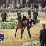 WORLD ARABIAN HORSE CHAMPIONSHIP FINAL DAY