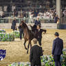 WORLD ARABIAN HORSE CHAMPIONSHIP FINAL DAY