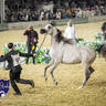 WORLD ARABIAN HORSE CHAMPIONSHIP FINAL DAY