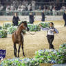 WORLD ARABIAN HORSE CHAMPIONSHIP FINAL DAY