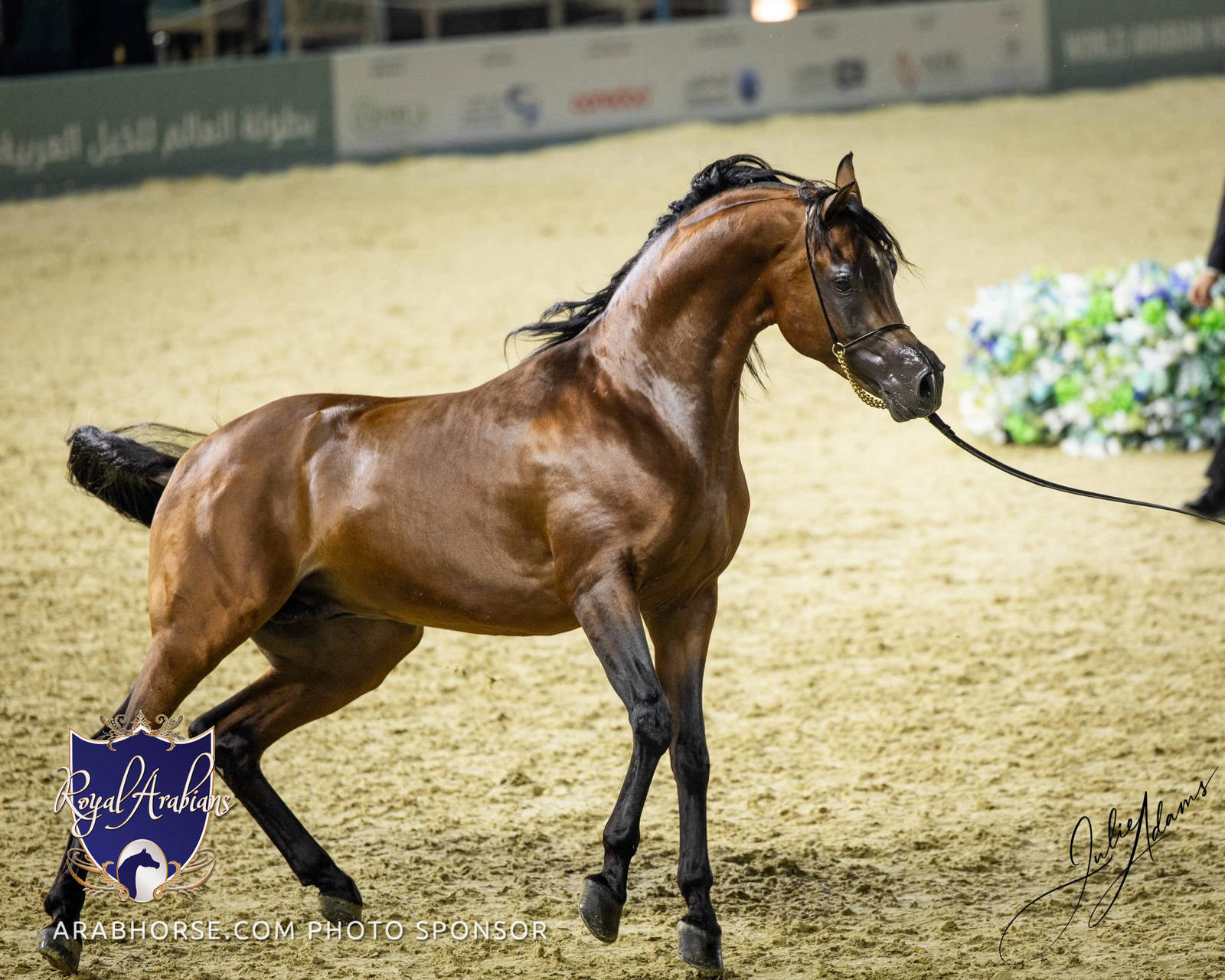 WORLD ARABIAN HORSE CHAMPIONSHIP FINAL DAY