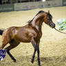 WORLD ARABIAN HORSE CHAMPIONSHIP FINAL DAY