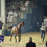 WORLD ARABIAN HORSE CHAMPIONSHIP FINAL DAY