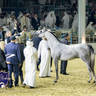 WORLD ARABIAN HORSE CHAMPIONSHIP FINAL DAY