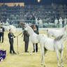 WORLD ARABIAN HORSE CHAMPIONSHIP FINAL DAY