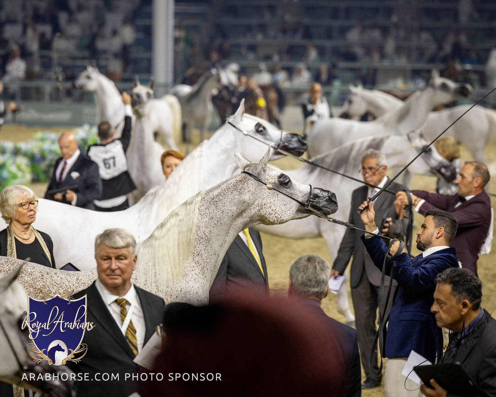 WORLD ARABIAN HORSE CHAMPIONSHIP FINAL DAY