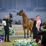 WORLD ARABIAN HORSE CHAMPIONSHIP FINAL DAY