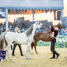 WORLD ARABIAN HORSE CHAMPIONSHIP FINAL DAY