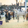 WORLD ARABIAN HORSE CHAMPIONSHIP FINAL DAY