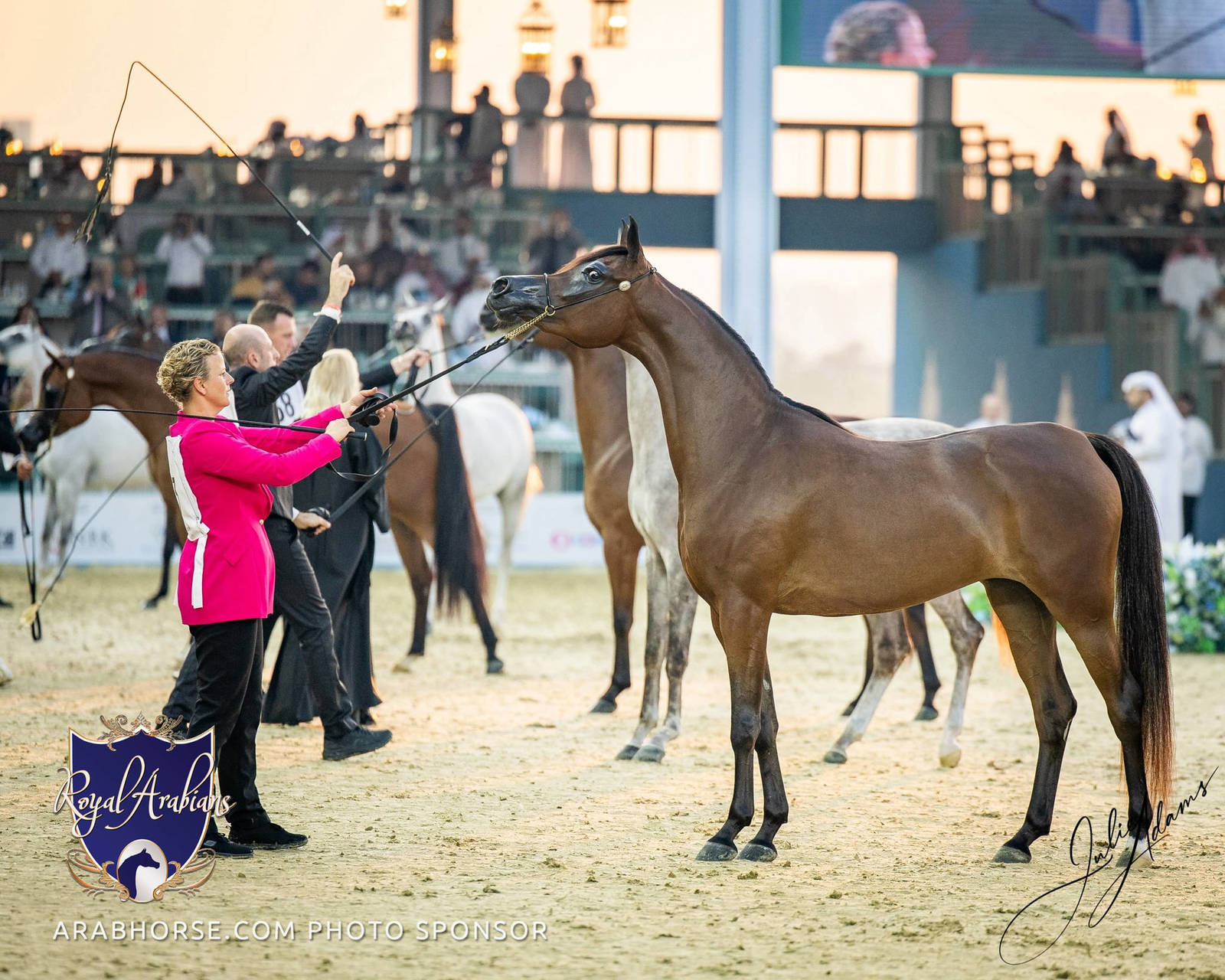 WORLD ARABIAN HORSE CHAMPIONSHIP FINAL DAY