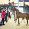 WORLD ARABIAN HORSE CHAMPIONSHIP FINAL DAY
