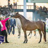 WORLD ARABIAN HORSE CHAMPIONSHIP FINAL DAY
