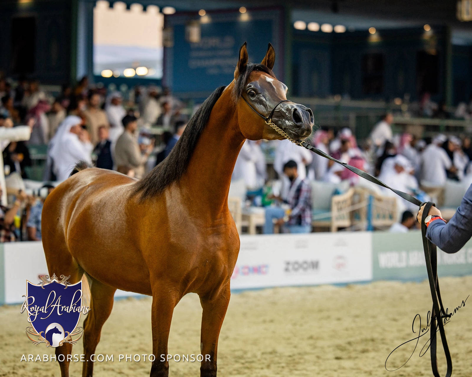 WORLD ARABIAN HORSE CHAMPIONSHIP FINAL DAY