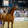 WORLD ARABIAN HORSE CHAMPIONSHIP FINAL DAY
