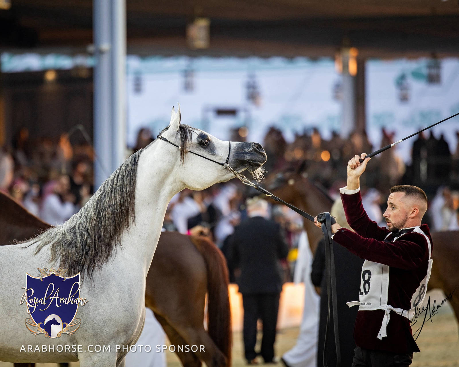WORLD ARABIAN HORSE CHAMPIONSHIP FINAL DAY