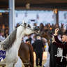 WORLD ARABIAN HORSE CHAMPIONSHIP FINAL DAY