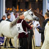 WORLD ARABIAN HORSE CHAMPIONSHIP FINAL DAY