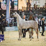 WORLD ARABIAN HORSE CHAMPIONSHIP FINAL DAY